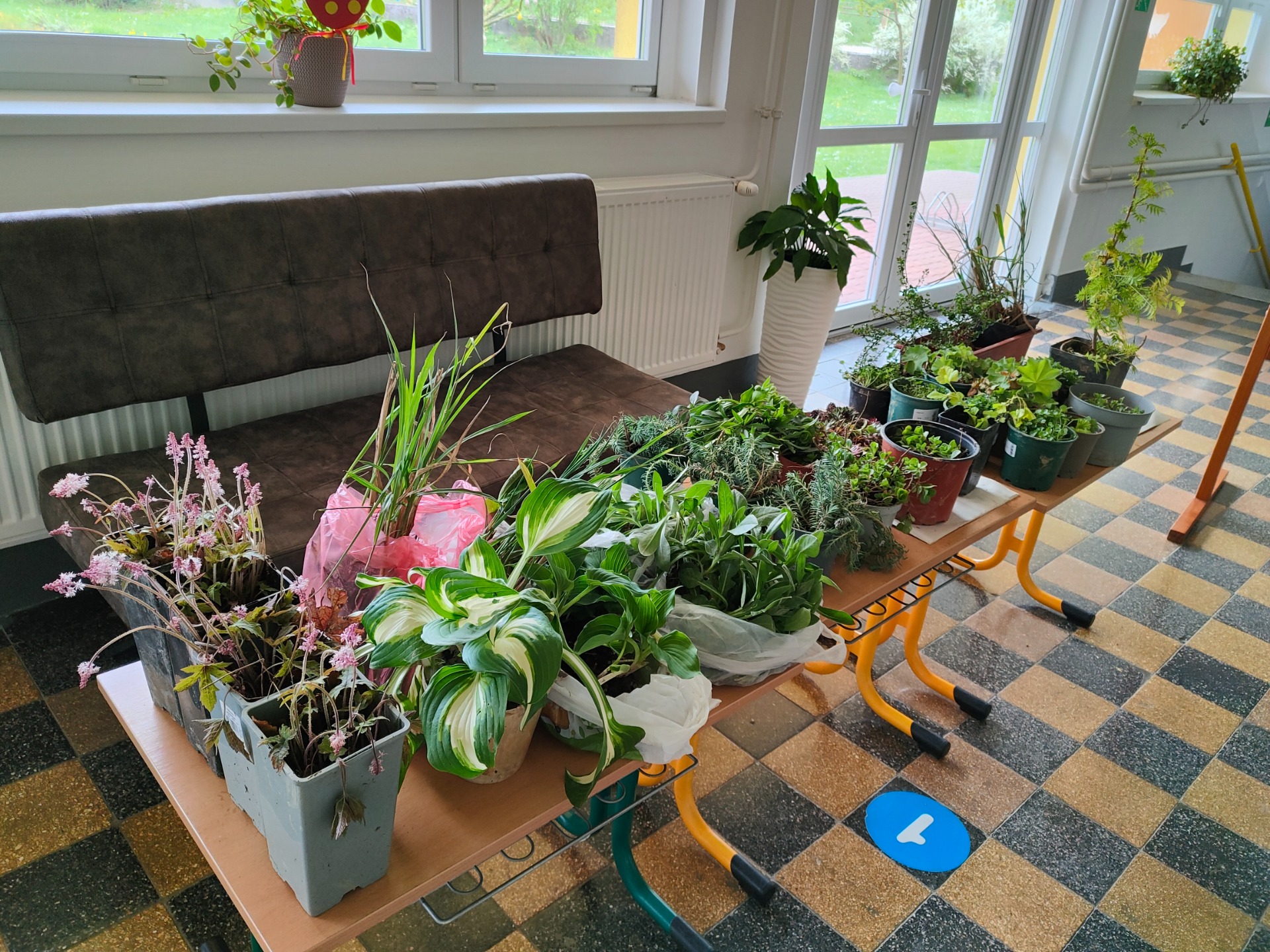 Výmena rastlín - Plant swap