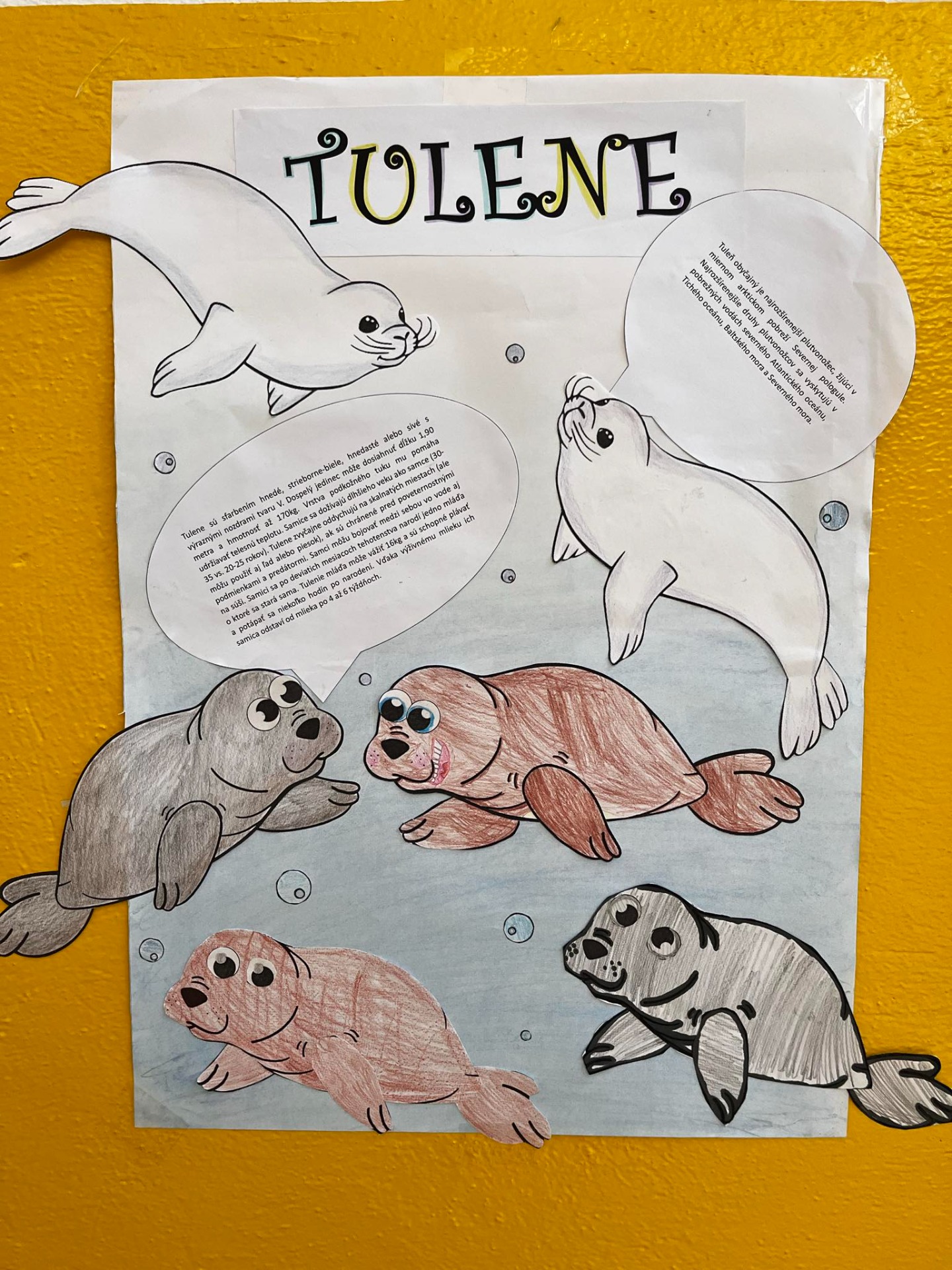 Medzinárodný deň tuleňov - Obrázok 1