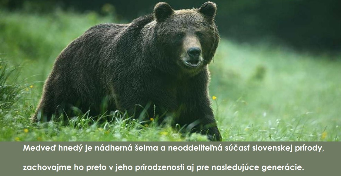 Beseda o medveďovi hnedom - Obrázok 5