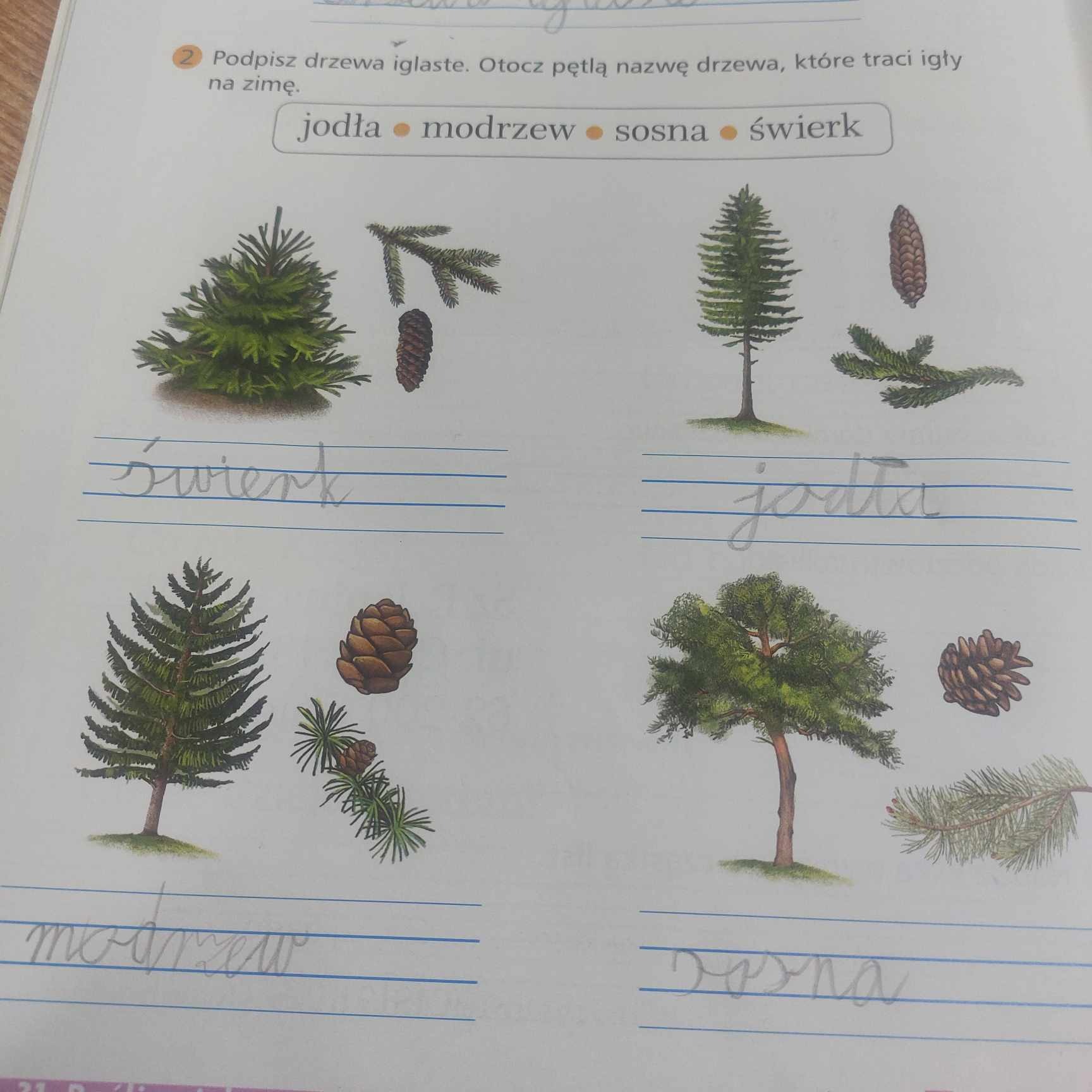 Uczniowie klasy 2c rozpoznają rośliny iglaste. - Obrazek 4