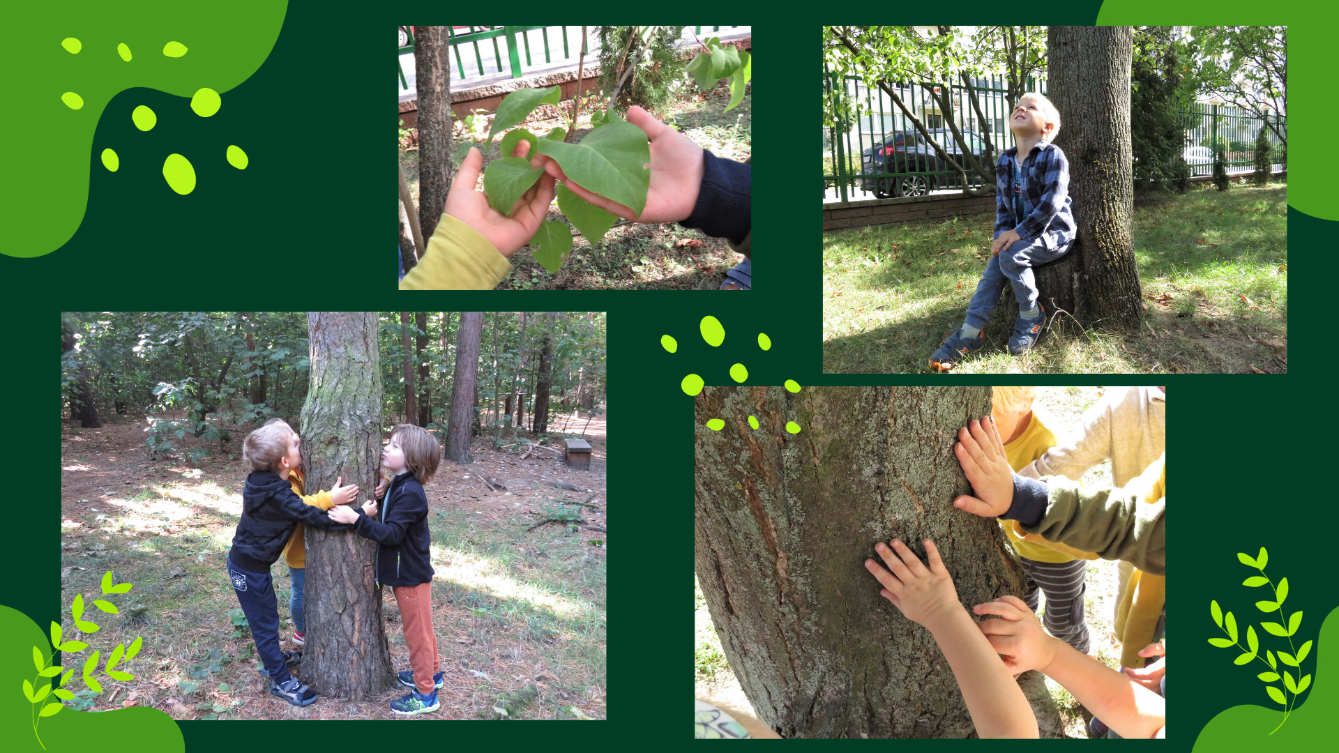 Kolaż zdjęć ukazujący dzieci przytulające drzewo, przykładające dłonie do pnia drzewa, siedzące przy drzewie, dotykające liście.